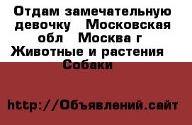 Отдам замечательную девочку - Московская обл., Москва г. Животные и растения » Собаки   